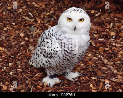 Snowy Owl (Bubo scandiacus) Arctic Owl, Great White Owl