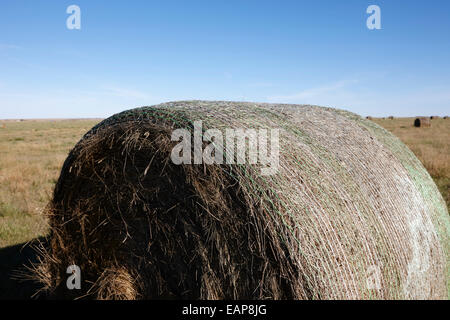 rolled hay bales in rural prairie grassland open fields bengough Saskatchewan Canada Stock Photo