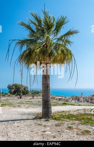 Washingtonia Filifera palm tree also known as California Fan palm. Stock Photo