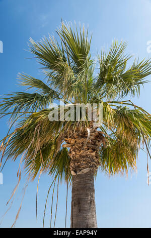 Washingtonia Filifera palm tree also known as California Fan palm. Stock Photo