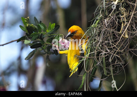 Male Cape Weaver (Ploceus capensis) building a nest. Stock Photo