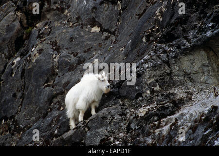 Mountain Goat Stands On Gloomy Knob Outcrop In Glacier Bay National Park In Southeast Alaska Stock Photo