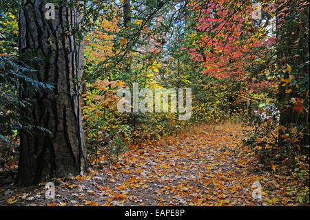 A leaf covered path leads through trees and fall foliage in Yosemite Valley National Park. Stock Photo