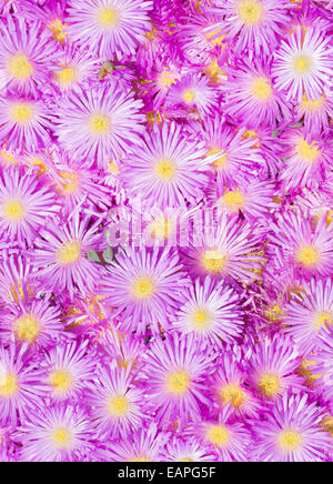 Pink ice plant, mesembryanthemum, flowers close up. Stock Photo