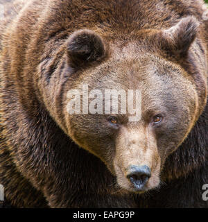 European brown bear (Ursus arctos arctos) close up of head