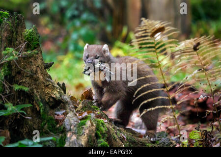 European pine marten (Martes martes) with caught songbird prey in mouth in forest Stock Photo