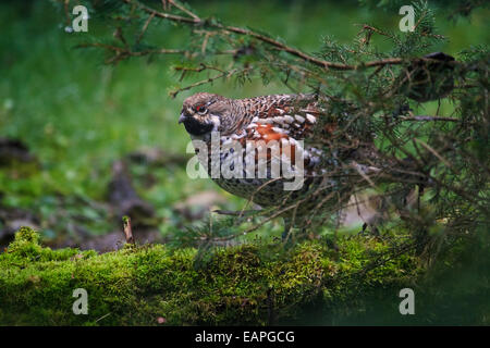 Hazel grouse / hazel hen (Tetrastes bonasia / Bonasa bonasia) male in forest Stock Photo