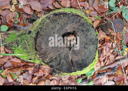 Old Stump of a cut tree in the forest Stock Photo