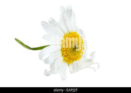 White daisy close-up isolated on white background Stock Photo