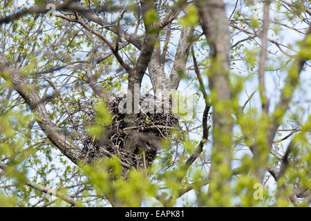 Nest of the Corvus corax, Common Raven in the Nature Stock Photo