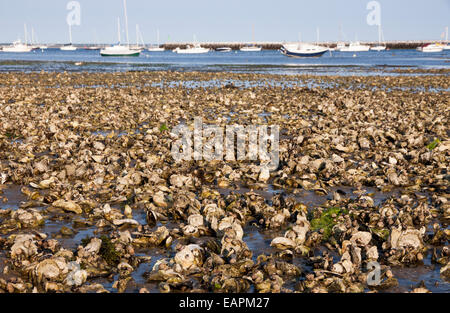 Natural oyster reef in Provincetown, Massachusetts, Cape Cod. Stock Photo