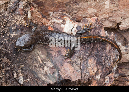 Great Crested Newt (Triturus cristatus). Immature specimen found under decaying logs beside front door in a garden. Stock Photo