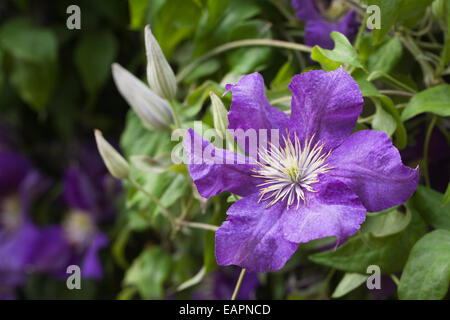Clematis 'Lady Betty Balfour'. Purple Clematis flowers in an English garden. Stock Photo