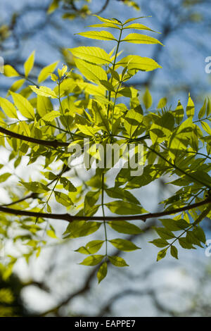 European or Common Ash Tree (Fraxinus excelsior).  New, late spring, leaves. Viewed from below. May. Norfolk. England. On a matu Stock Photo