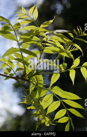 European or Common Ash Tree (Fraxinus excelsior).  New, late spring, compound leaves. Viewed from below. May. Norfolk. England. Stock Photo