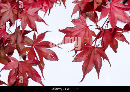 Red autumn foliage of the Japanese maple, Acer palmatum 'Bloodgood' Stock Photo