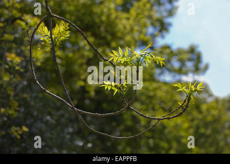 European or Common Ash Tree (Fraxinus excelsior).  Typical upturned ends of the lower growing branches on a mature or middle age Stock Photo