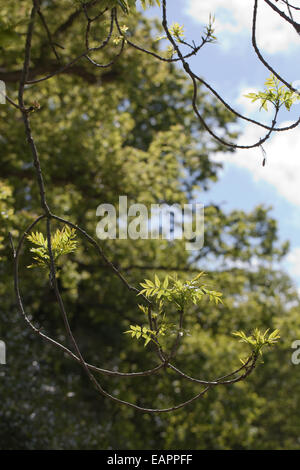 European or Common Ash Tree (Fraxinus excelsior).  Typical upturned ends of the lower growing branches on a mature or middle age Stock Photo