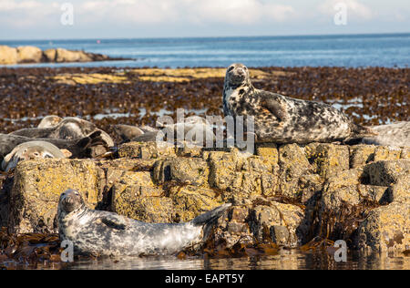 Common Seals, Phoca vitulina, on the Farne Islands, Northumberland, UK. Stock Photo