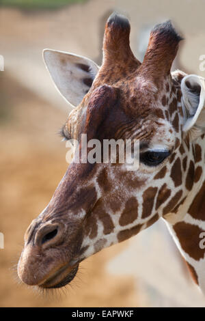 Reticulated Giraffe (Giraffa camelopardalis reticulata). Head showing typical markings of the subspecies. Note 'ossicones' horns Stock Photo