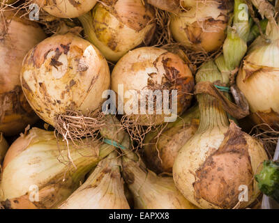 Freshly dug Onions on a Market vendor's table. Onions tied with green elastics crowded together at the street market. Stock Photo
