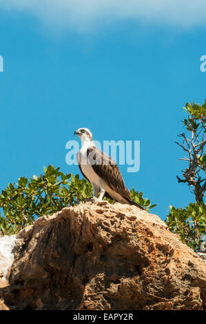 Osprey, Pandion haliaetus in Yardie Creek Gorge, Cape Range NP, WA, Australia Stock Photo