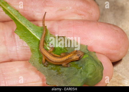 Smooth Newt (Triturus vulgaris).  Metamorphosed newt tadpole from previous year,  held on a dampened leaf. Found under wood plle Stock Photo