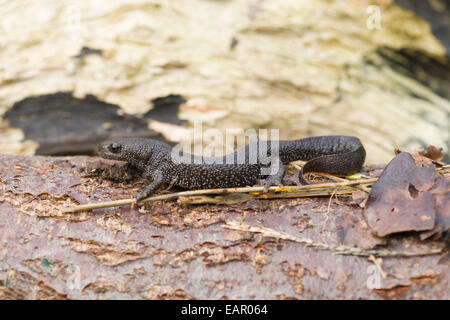 Great Crested Newt (Triturus cristatus). Adult female in terrestrial living period of annual life cycle.  Joe Blossom Stock Photo