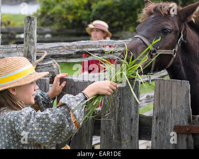 Feeding fresh grass to a horse. A costumed girl feeds grass to a penned horse. Stock Photo