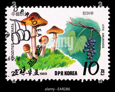 Postage stamp from North Korea depicting gypsy mushroom (Cortinarius caperatus) Stock Photo