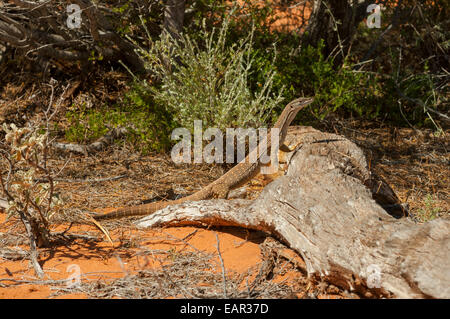 Sand Goanna, Varanus gouldii in Francois Peron NP, WA, Australia Stock Photo