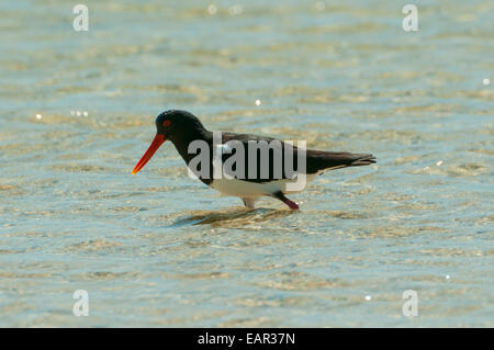 Pied Oystercatcher, Haematopus longirostris at Little Lagoon, Francois Peron NP, WA, Australia Stock Photo