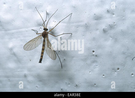 Asian tiger mosquito, Aedes albopictus, Dittera,  Rome, Italy Stock Photo