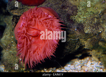 Beadlet Anemone, Actinia equina, sea anemone in the family Actiniidae, Italy, Mediterranean Sea Stock Photo