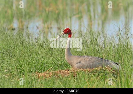 Sarus Crane (Grus antigone), incubating eggs on the nest, Rajasthan, India Stock Photo