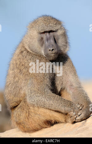 Olive Baboon (Papio anubis), male, native to Africa, captive, The Netherlands Stock Photo