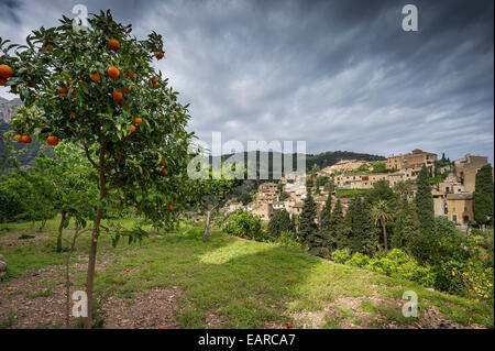 Village in the mountains and orange trees, Deia, Majorca, Balearic Islands, Spain Stock Photo