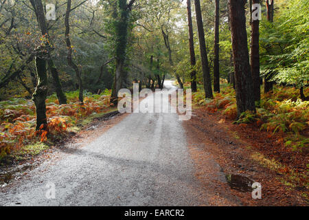 Bolderwood Arboretum Ornamental Drive, Autumn. New Forest National Park. Hampshire. England. UK. Stock Photo