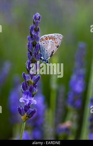 Common Blue (Polyommatus icarus) sitting on flowers of lavender (Lavandula angustifolia), Provence, France