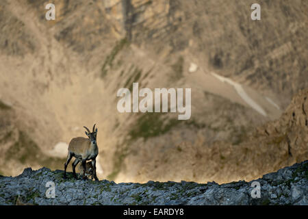 Alpine ibex (Capra ibex), mother with a kid, Allgäuer Alpen, Tyrol, Austria Stock Photo