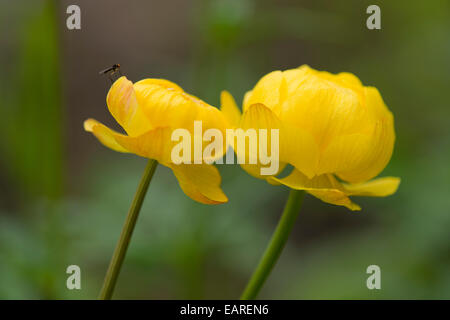 Globe Flower (Trollius europaeus), flowers, Thuringia, Germany Stock Photo