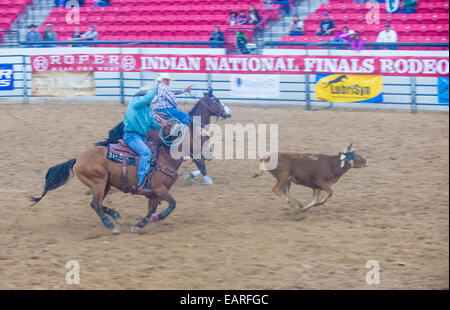 Cowboys Participating in a Calf roping Competition at the Indian national finals rodeo held in Las Vegas Stock Photo