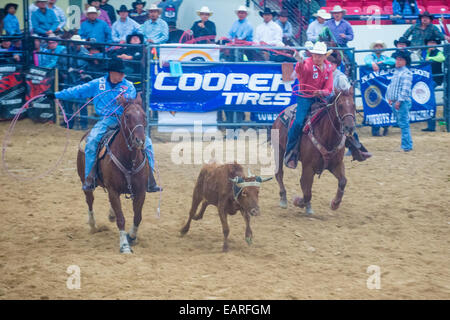 Cowboys Participating in a Calf roping Competition at the Indian national finals rodeo held in Las Vegas Stock Photo