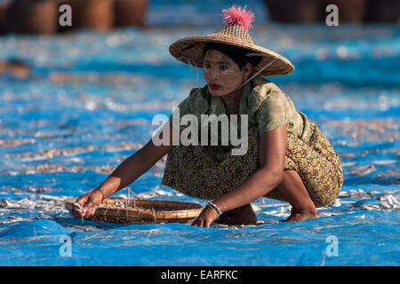 Burmese woman with straw hat and Thanaka paste in the face, collecting fish, Nagpali Beach, Myanmar Stock Photo