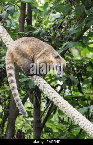 South American coati or Ring-tailed coati (Nasua nasua).