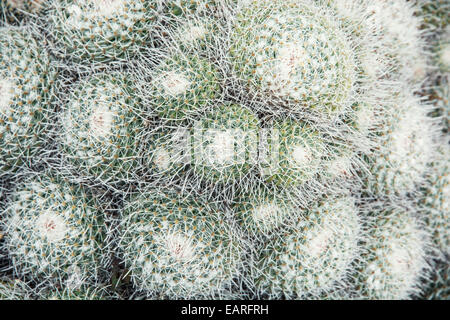 Mammillaria geminispina (Twin spined cactus) is a species of flowering plant in the family Cactaceae, native to central Mexico. Stock Photo