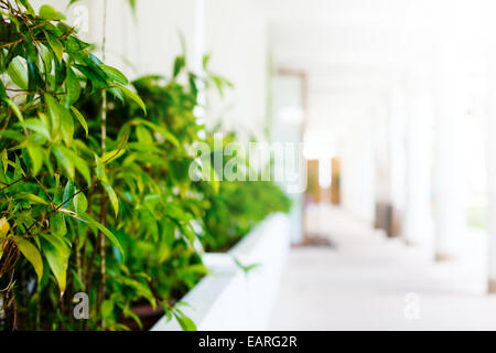 Blurred abstract image of white hotel lobby with green hedge Stock Photo