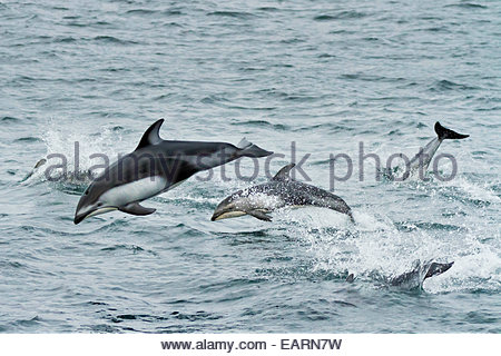 Pacific white-sided dolphins jump out of the ocean. Stock Photo