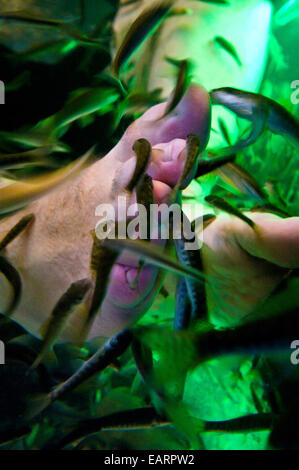 Flesh eating fish devour dead skin cells from a fish spa patrons feet. Stock Photo