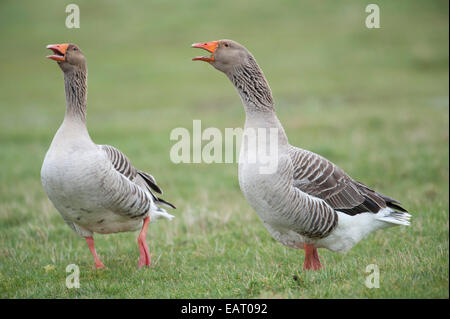 Greylag Goose Anser anser Kent UK Stock Photo